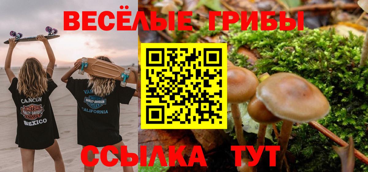 Псилоцибиновые грибы прущие грибы  Вход с VPN  Псилоцибиновые грибы GOLDEN TEACHER  Малгобек 